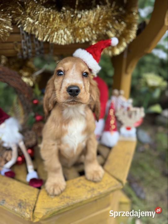 Śliczny piesek Cocker Spaniel Angielski złoty z świętokrzyskie Sandomierz