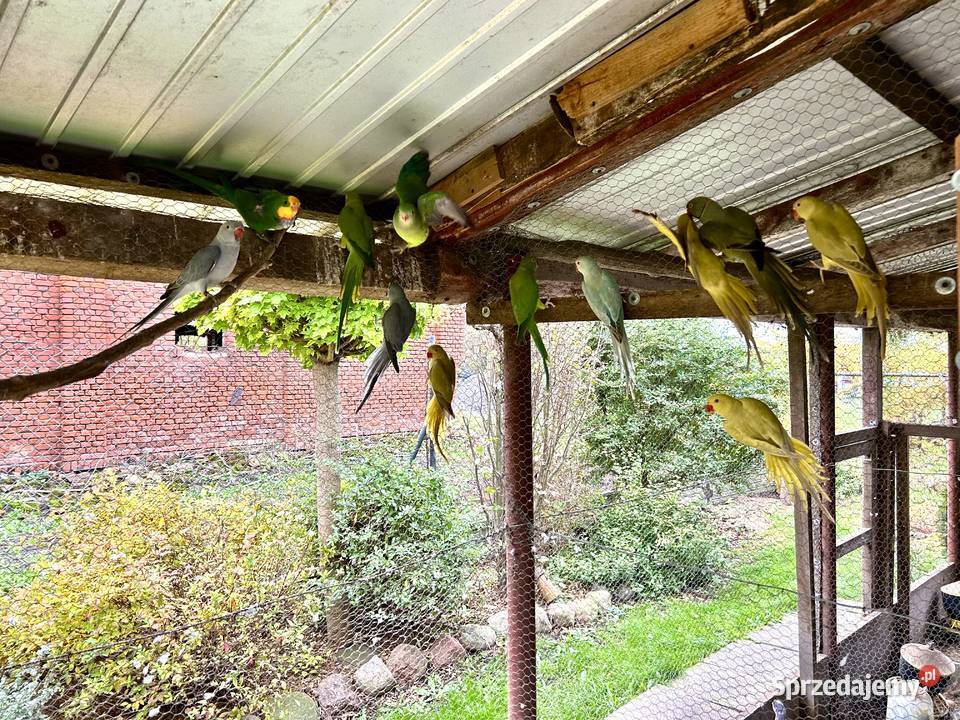 Aleksandretty aleksandretta obrożne 2025 2024 Stodólno