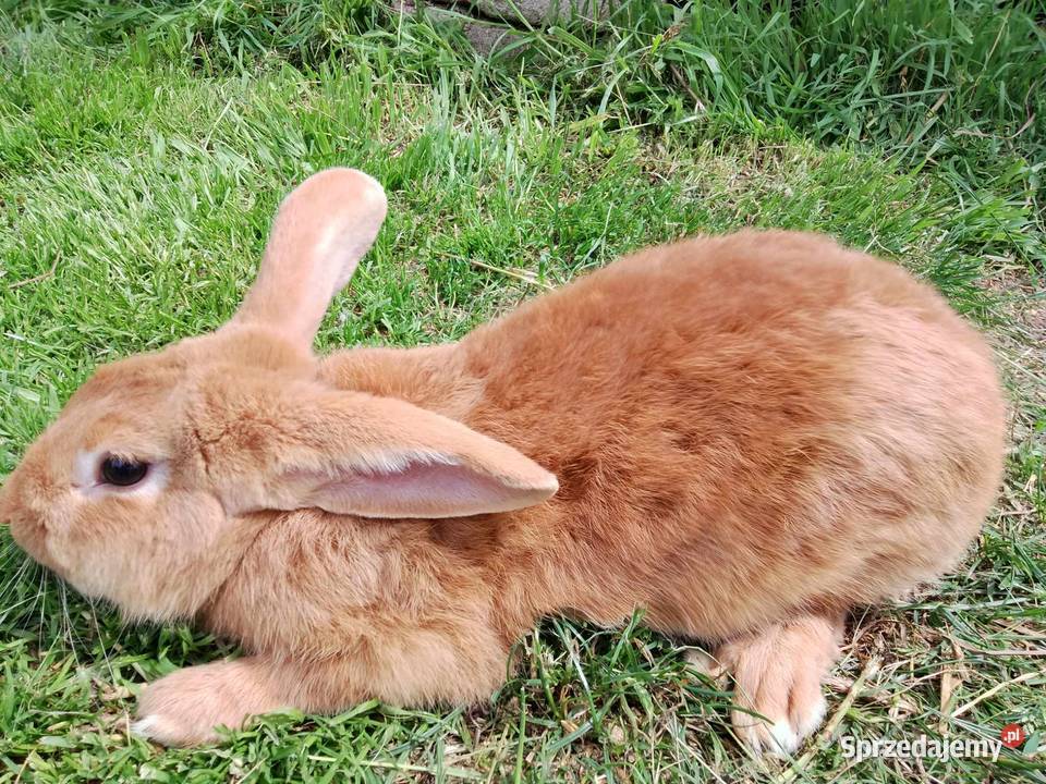 Sprzedam samca idealnego do zakotów Łomża
