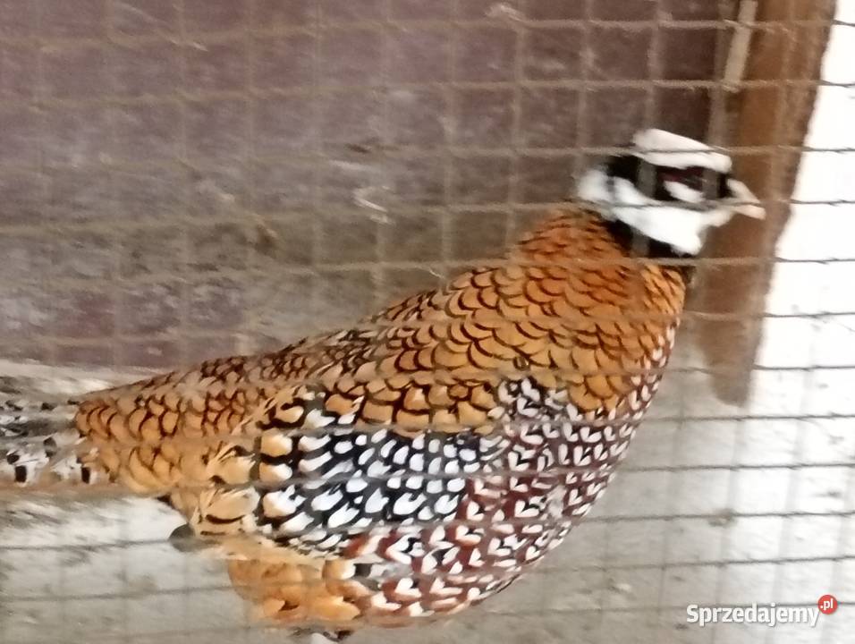 Ptaki bażanta