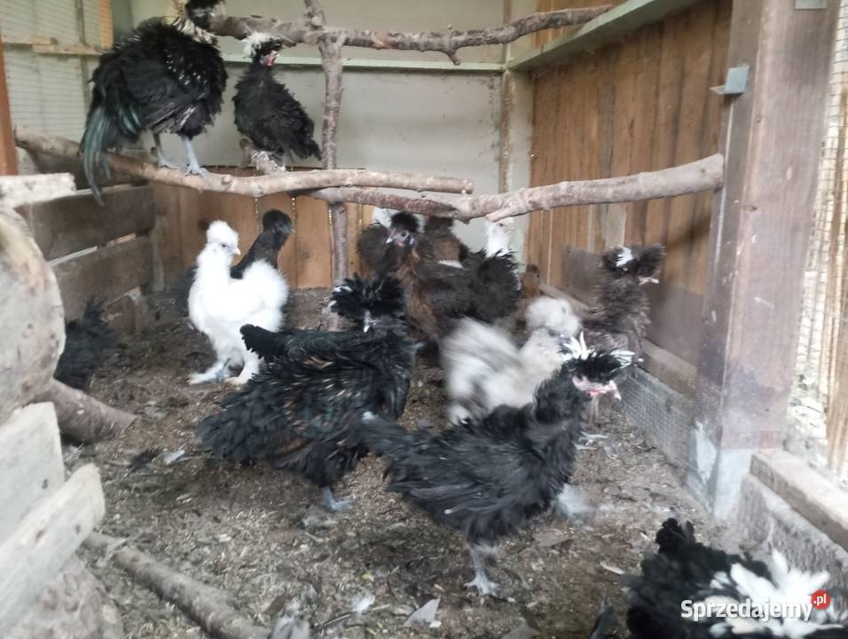 Kury ozdobne silki czubatka polska białoczuba Kozy sprzedam