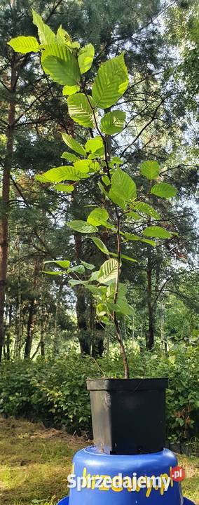 Grab na żywopłot Duże sadzonki grabu graby na Wisznice