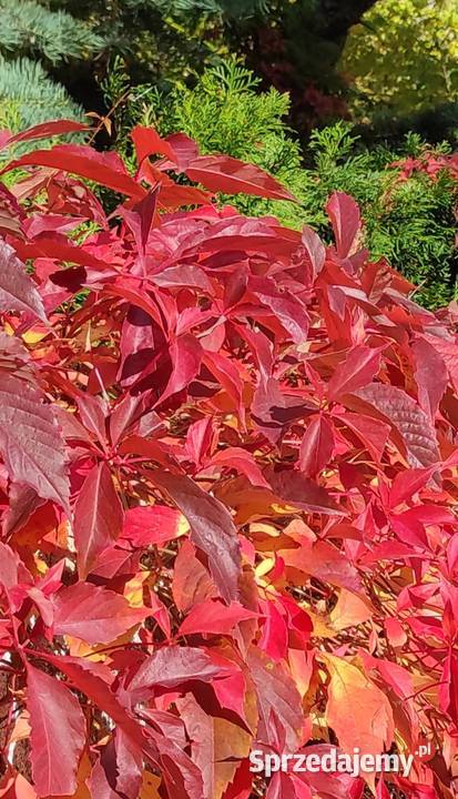 Pnącze Winobluszcz Pięciolistkowy 34 m Jasieniec