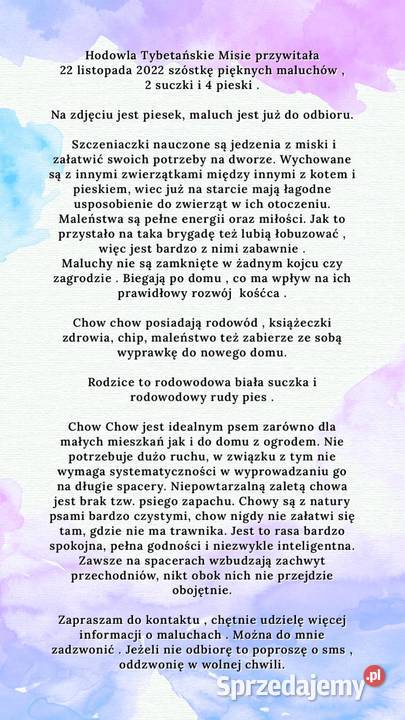 Piękny Piesek chow chow warszawa