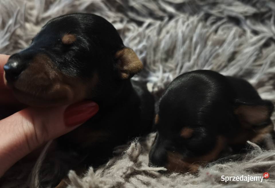 Pinczer miniaturowy szczenięta Zkwp Łochów