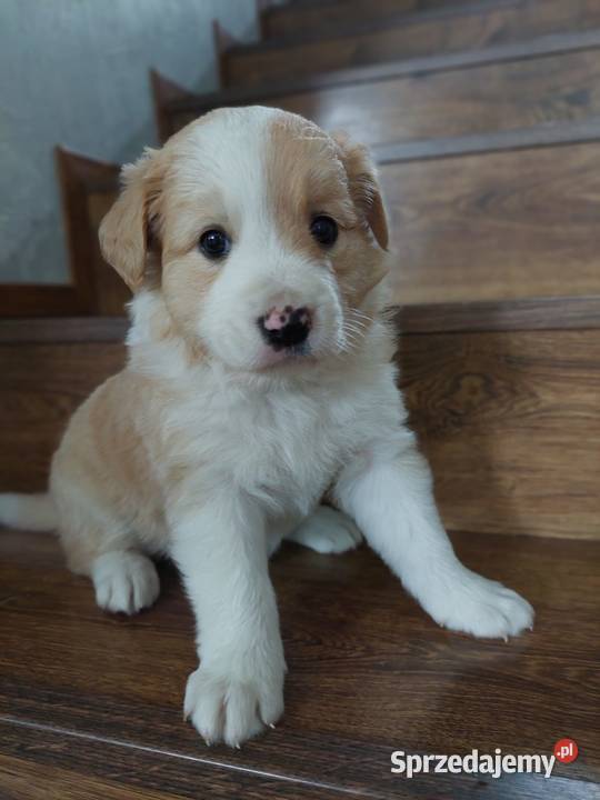 Border collie szczenięta eered przebadanych Tarnów