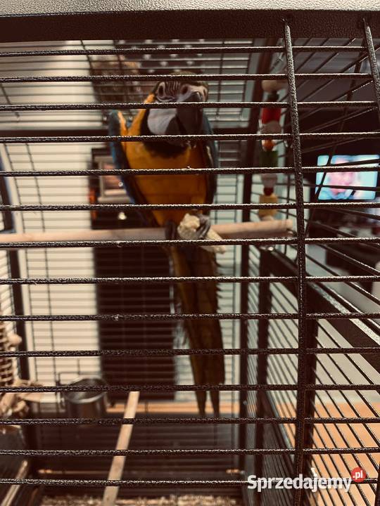 Ara Ararauna oswojone śląskie Tarnowskie Góry