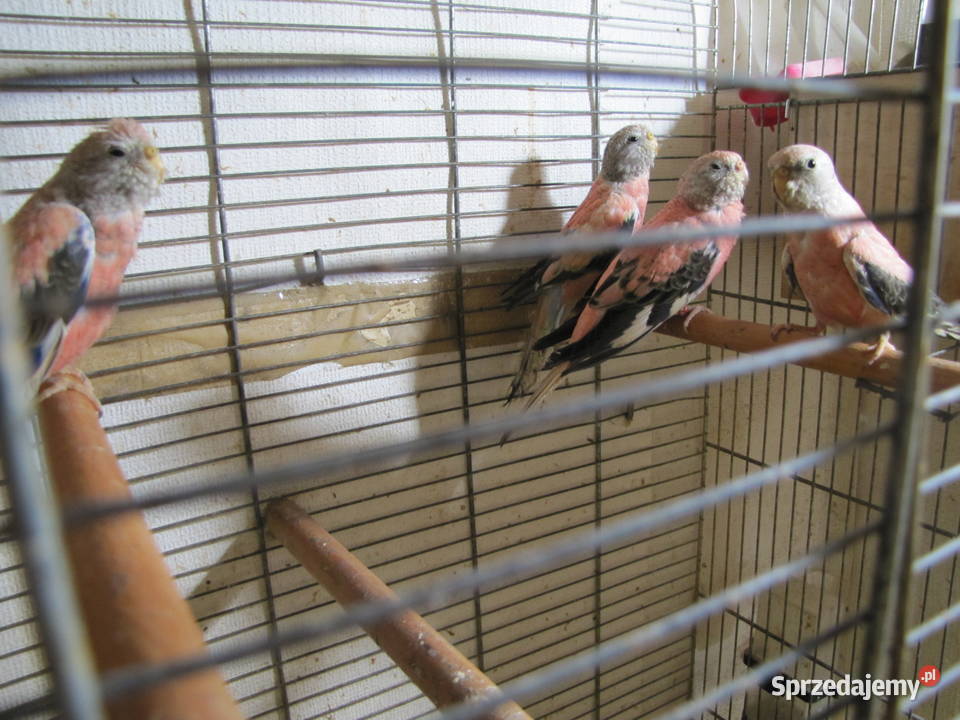 Lilianki kujawsko-pomorskie