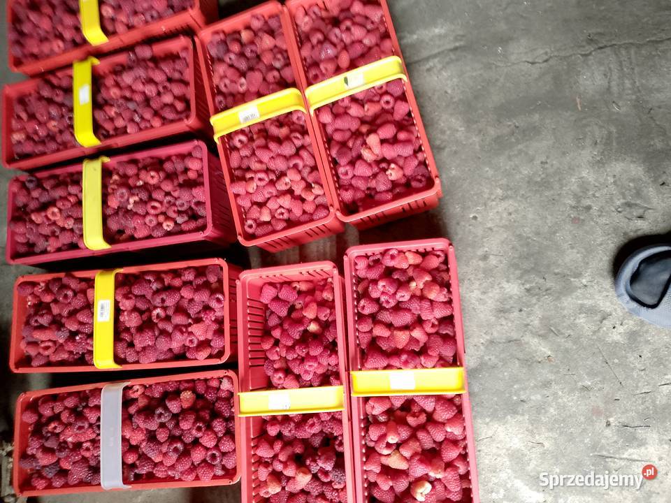 sprzedam sadzonki maliny odmiany Polonez i Ogród
