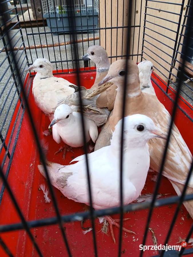 Gołębie cukrówki Prabuty