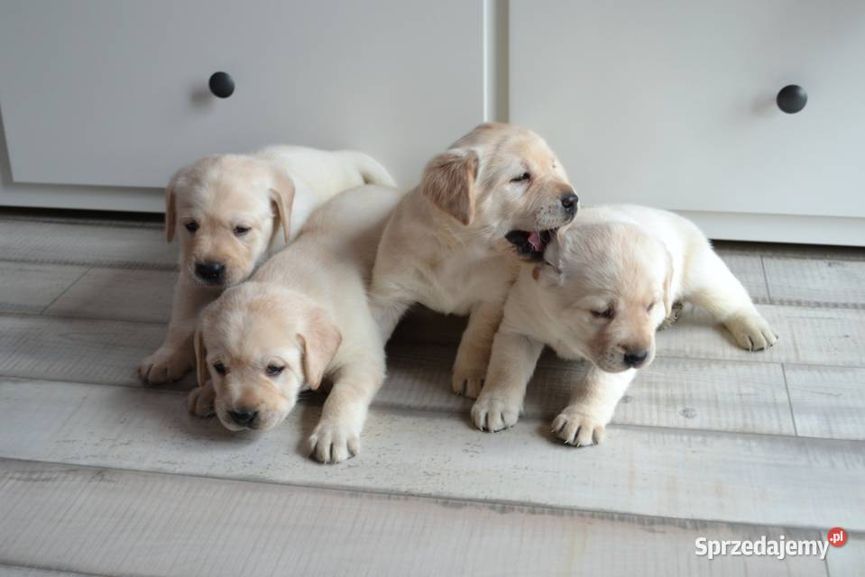 Szczeniaki Labrador Retriever biszkoptowe Żelechlinek