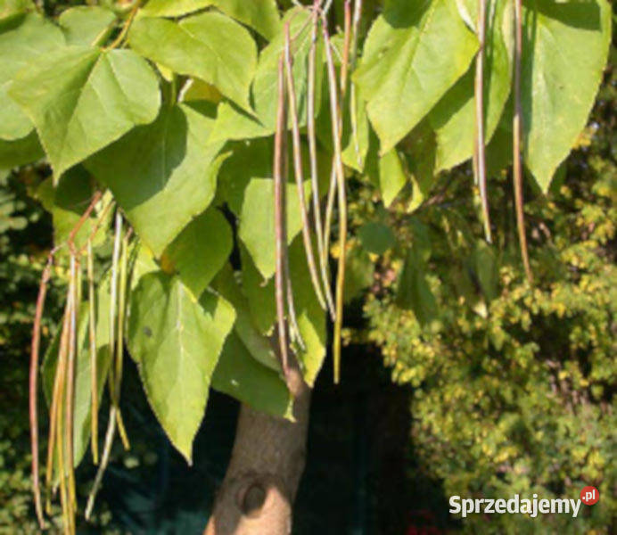 SURMIA ZWYCZAJNA Catalpa bignonioides NASIONA Lubanie