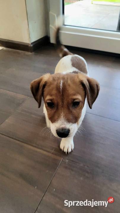 Szczeniaki Jack Russell terrier z rodowodem Łowicz