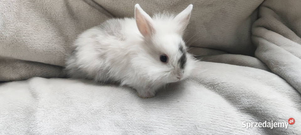 Królik miniaturka Soborzyce