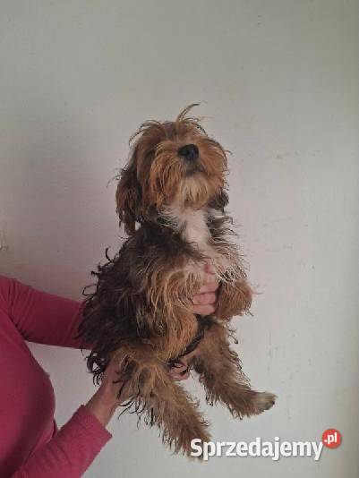 York Terrier świętokrzyskie Starachowice