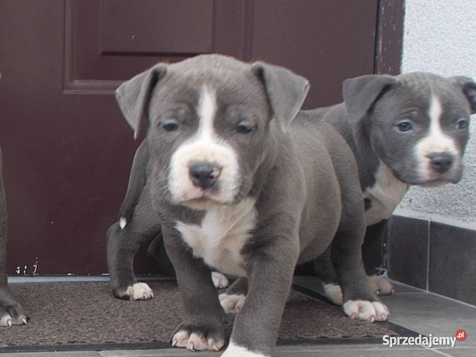 Amstaffy Błękitne Płock