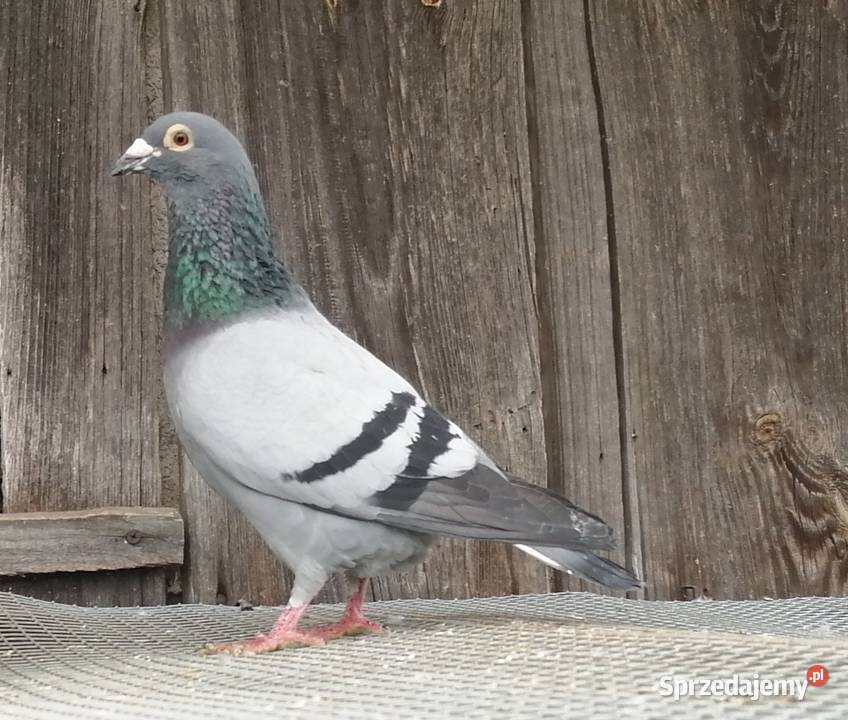 Gołębie pocztowe Kamionna sprzedam