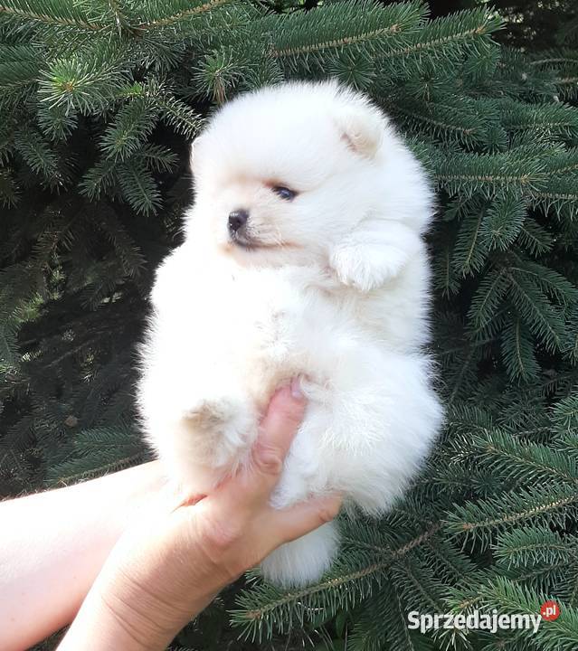 Szpic miniaturowy pomeranian piesek miś Zwierzęta łódzkie Pabianice