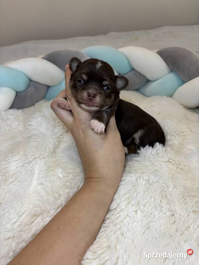 Chihuahua mini piesek czekoladowy długowłosy