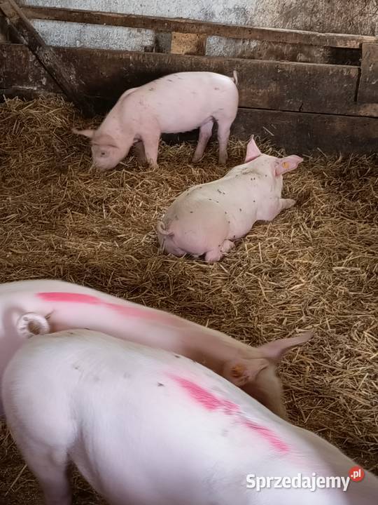 Sprzedam prosięta Pozostałe Lekaszyn