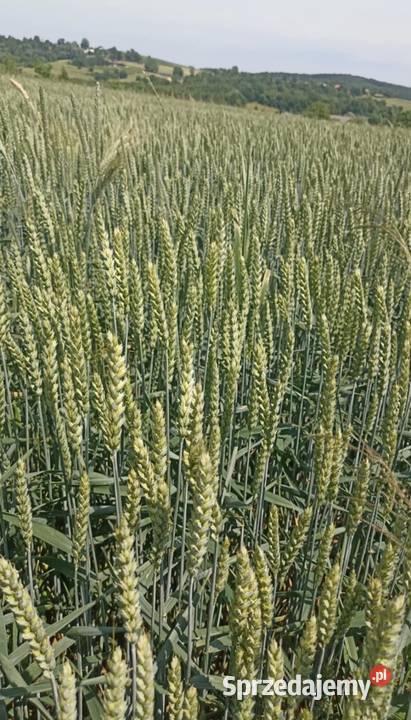 Pszenica ozima Findus tegoroczna Zboża Kopytowa