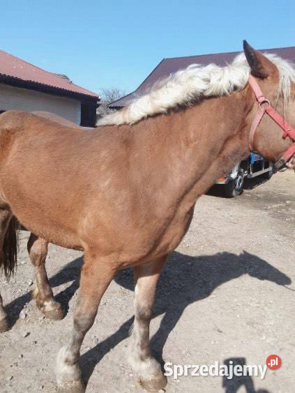 Źrebica zimnokrwista Modliborzyce