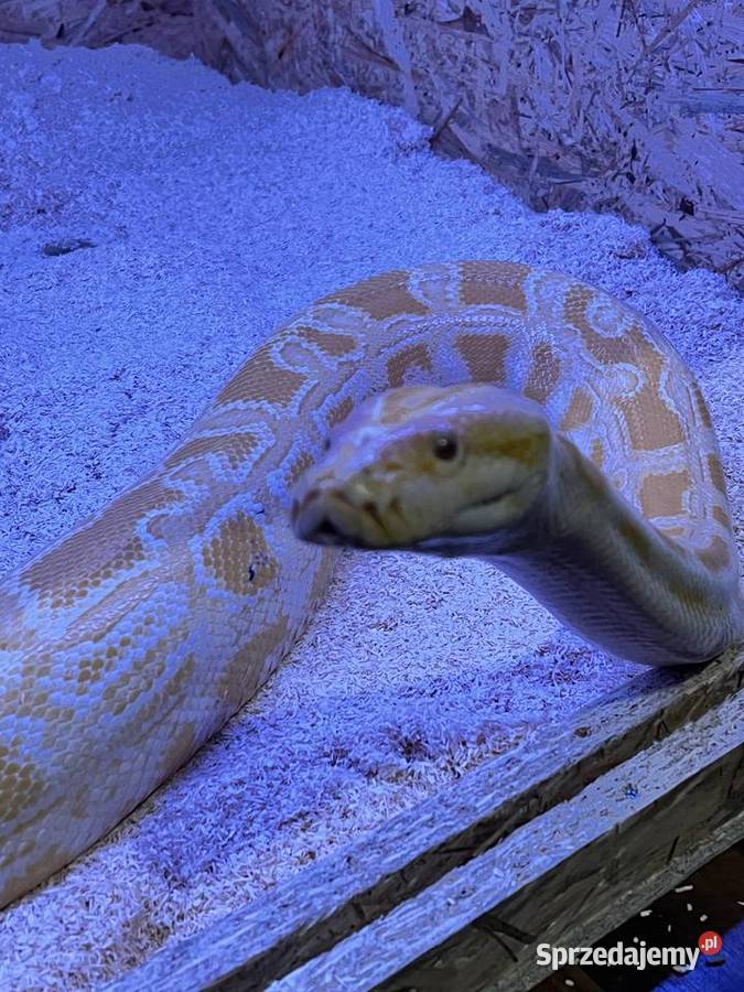 Sprzedam Pytona tygrysiego i Boa Dusiciela Zwierzęta warmińsko-mazurskie Pieniężno
