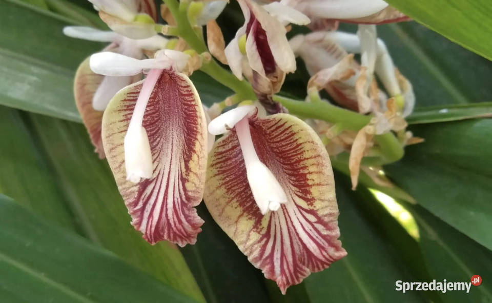 ZIELONY KARDAMON Elettaria cardamomum NASIONA Lubanie