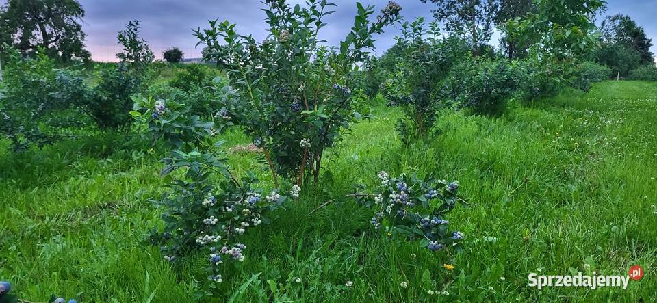 Borówka amerykańska krzewy lubelskie Urzędów sprzedam