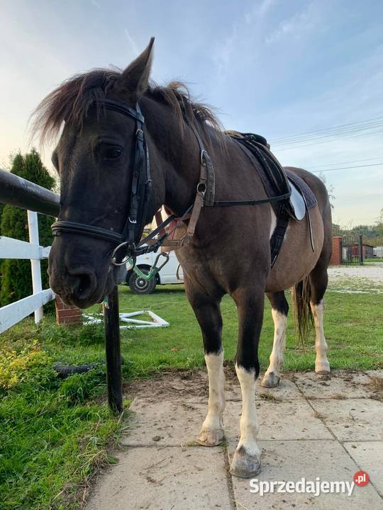 Klacz huculska z licencją Rzuchowa