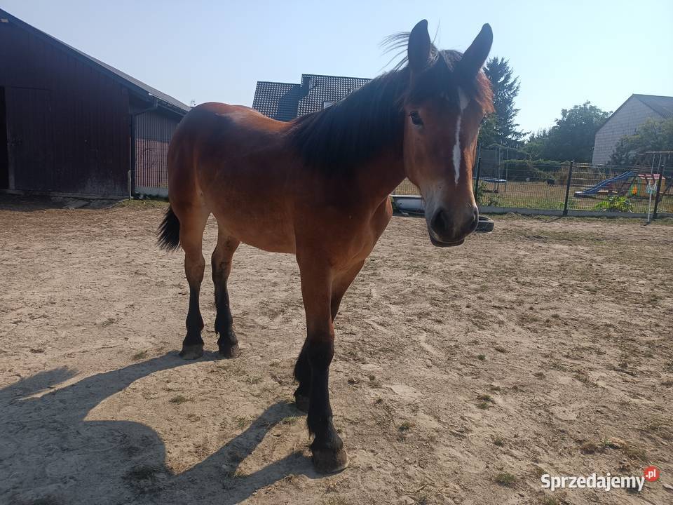 Źrebica PKZ Krasienin-Kolonia