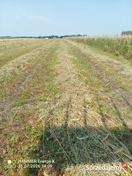 Sprzedam słome żyto z saladerą Kaźmirów sprzedam