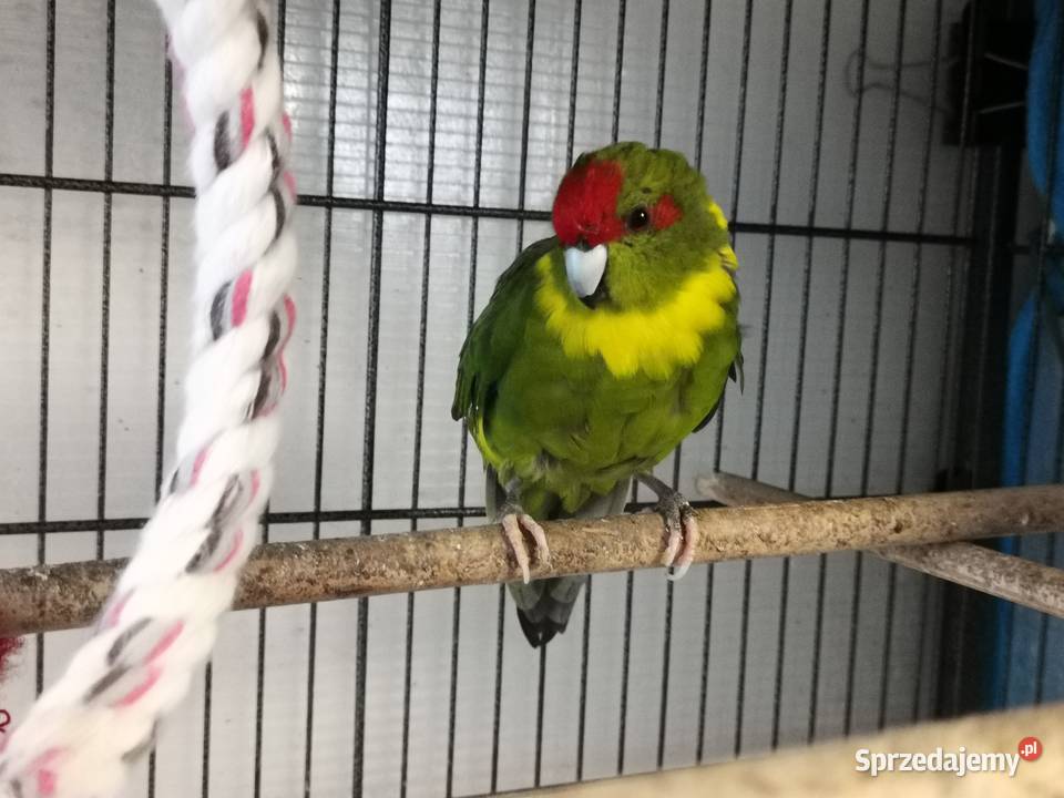Papugi kozie modrolotki para śląskie Kamienica Polska sprzedam