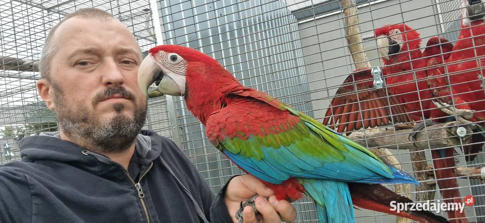 Ara chloroptera samica 6 miesiecy Rogoż
