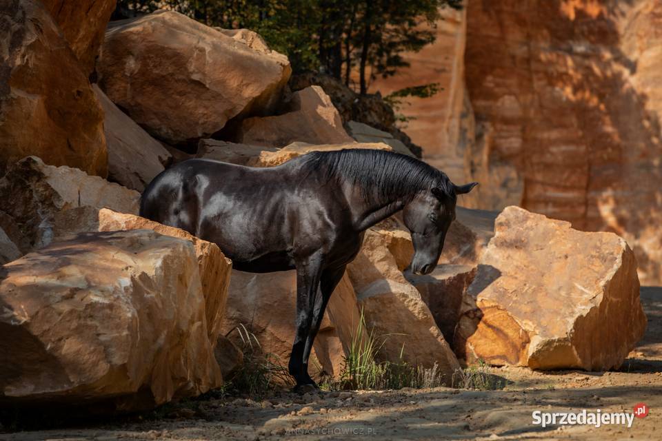 Kopalnia kamienia kamień elewacyjny dekoracyjny sprzedam