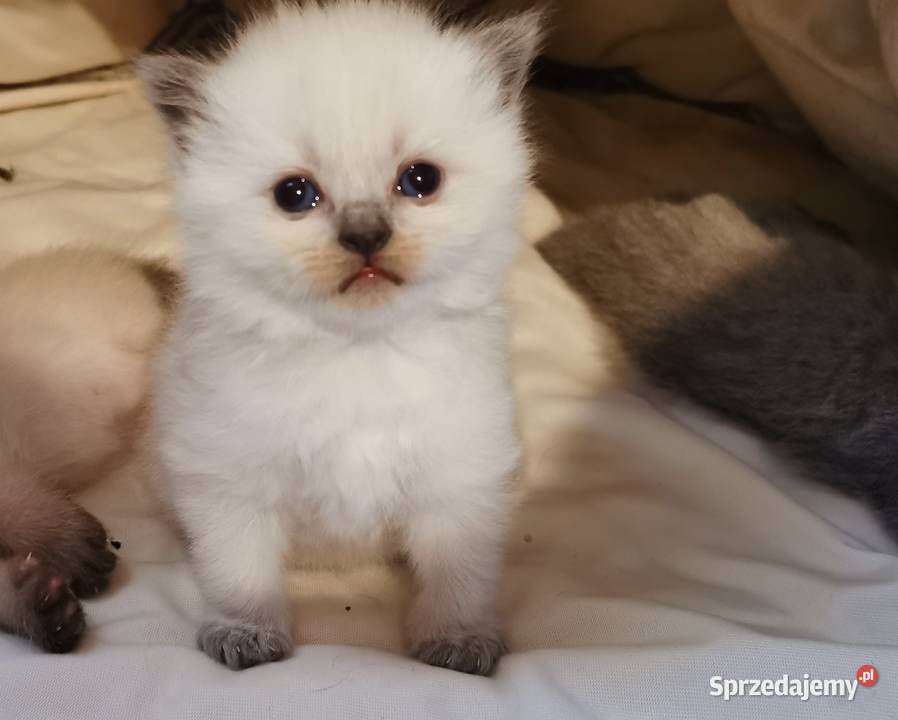 Kocięta brytyjskie point Fplp Brytyjski Żory