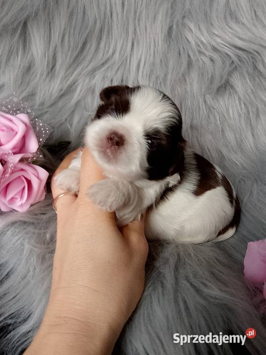 Piękna biało czekoladowa suczka rasy ShihTzu