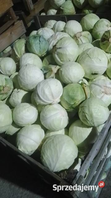 Marchew odpadowa paszowa kapusta odpadowa Nasielsk