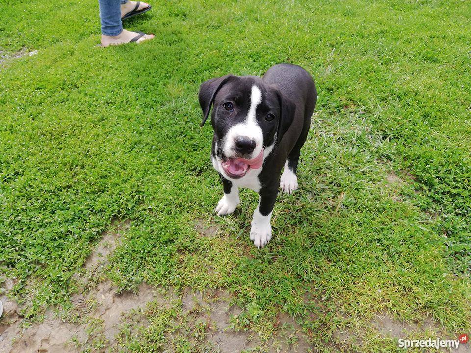 Szczeniaki Amstaff American Staffordshire Zamość