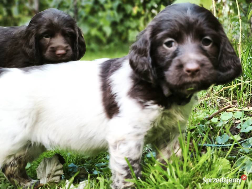 Polski Spaniel Myśliwski szczenięta Pozostałe Rabka-Zdrój