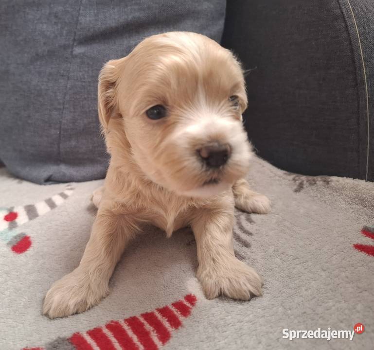 Maltipoo piesek suczka pudel miniaturowy Rzeszów