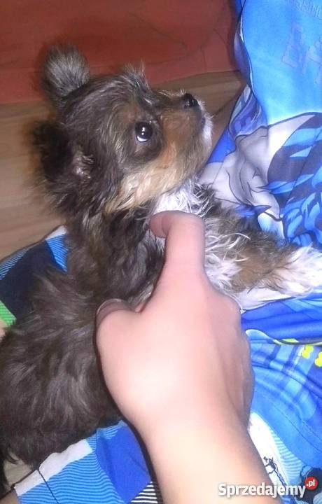 York Miniaturka łódzkie Łódź