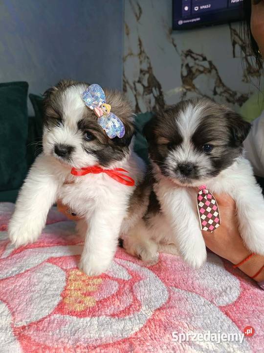 Piękne szczeniaki shih tzu Mińsk Mazowiecki