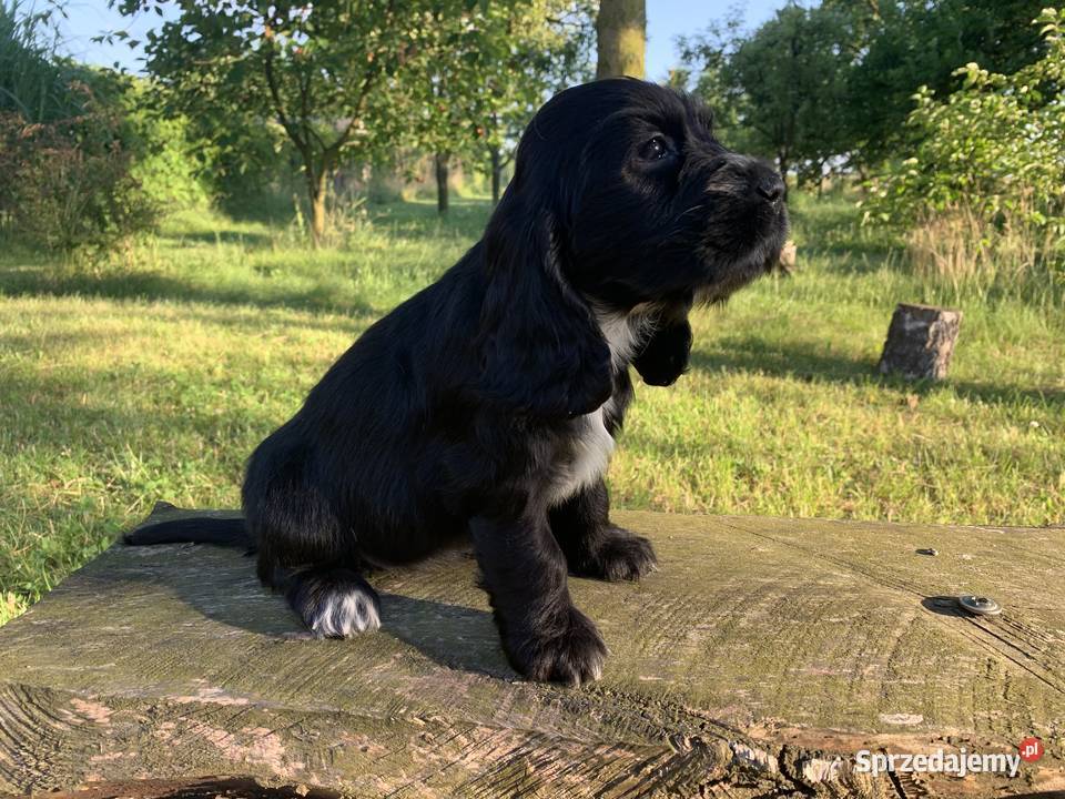Szczeniaki cocker spaniel angielski śląskie Częstochowa