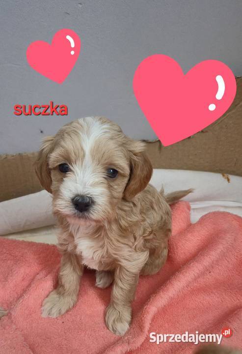 Maltipoo suczki gotowe w lutym Inowrocław sprzedam