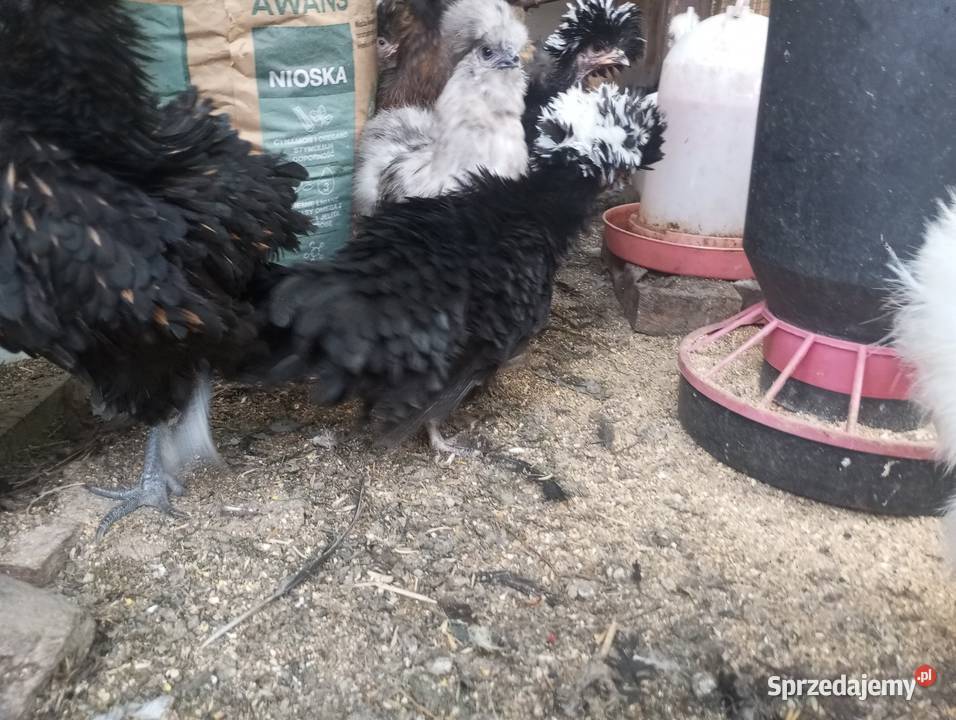 Kury ozdobne silki czubatka polska białoczuba śląskie Kozy