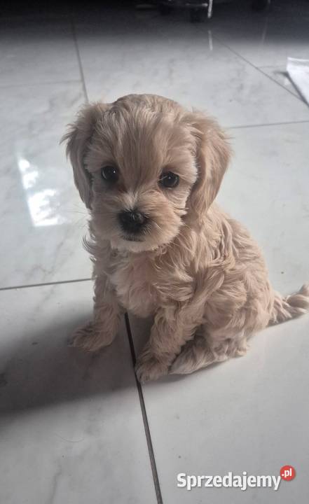 Maltipoo suczki gotowe w lutym