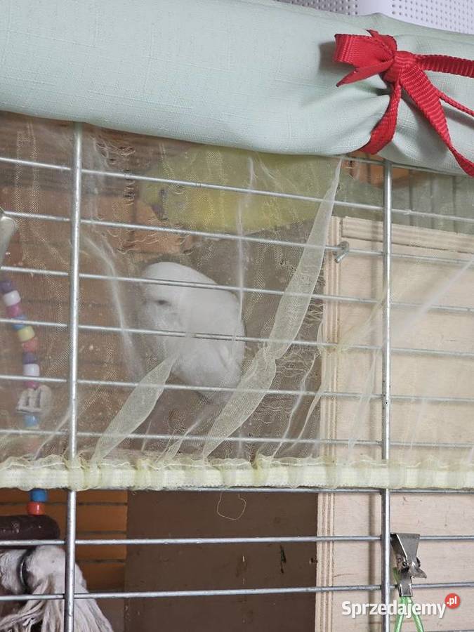 Papugi faliste z klatką i wyposażeniem śląskie Częstochowa