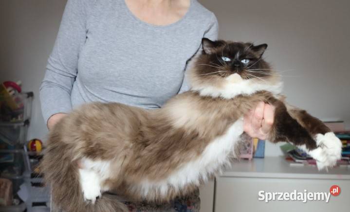 Kocur ragdoll 7 lat Wrocław