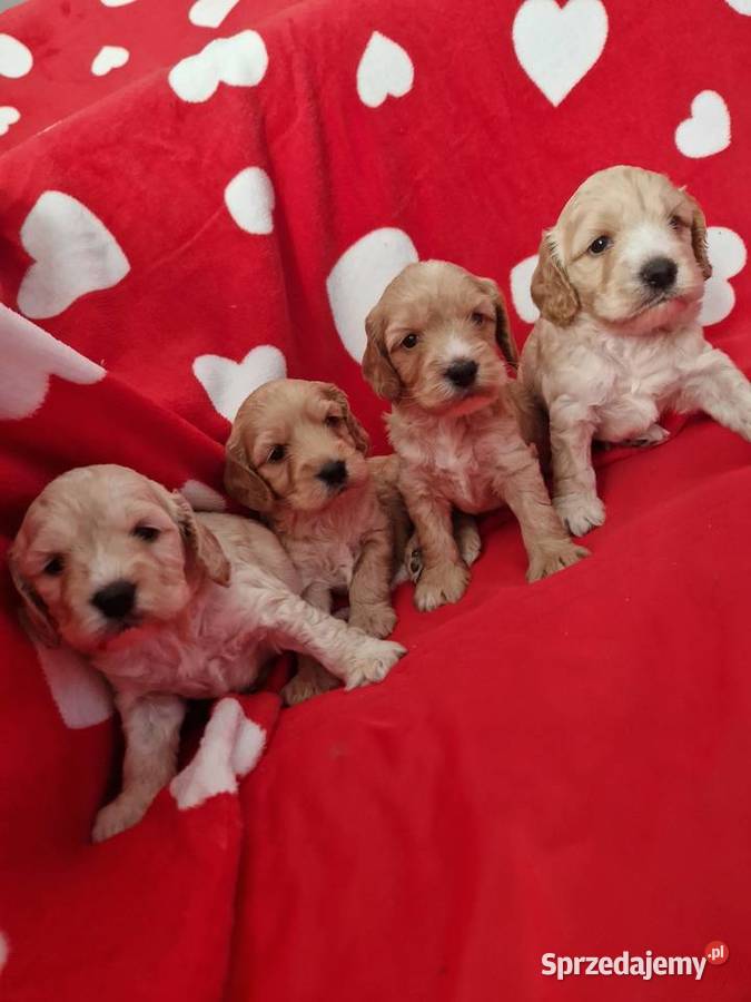 COCKAPOO cocker spanielpudel Cocker Spaniel Rzeszów